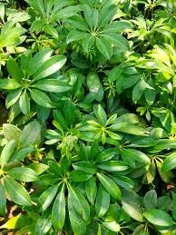 Schafflera Green